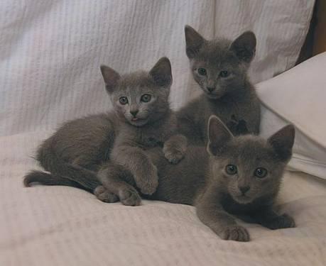 Russian Blue Kitten pure breed male