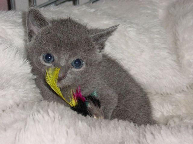 Russian Blue Mixed Kittens