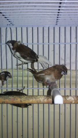 RUSSIAN CANARIES ,GOULDIANS & SOCIETY FINCHES AVAILABLE