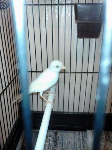 Russian canary ALL COLORS crested available