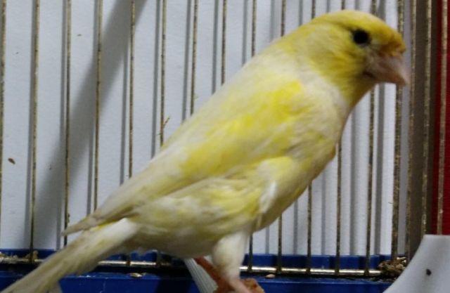 RUSSIAN CANARY AND RAZA ESPANOLA FOR SALE READY TO BREED