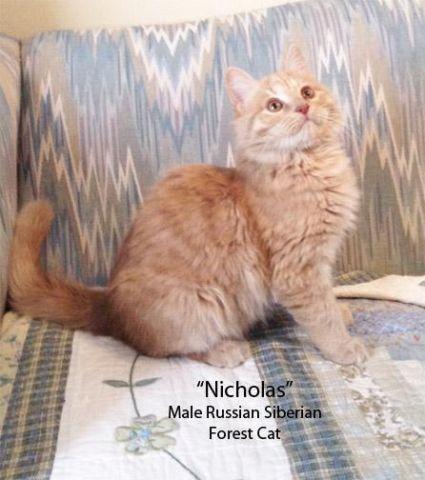 Russian Siberian Forest Cats - Hypoallergenic