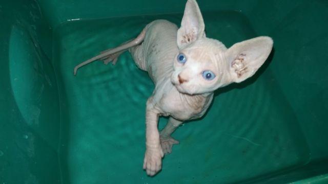 RUSSIAN SPHYNX KITTENS AVAILABLE