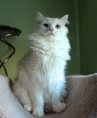Saberian cat-White with blue eye's-TICA registered!