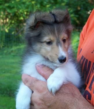 Sable & White Sheltie Male Puppy, 8 weeks