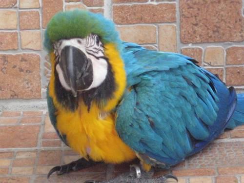 SALE!!! Baby Blue and Gold Macaw SUPER SWEET AND FRIENDLY
