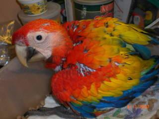 SALE!! Baby Scarlet Macaws Super Sweet