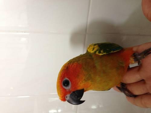 SALE!!! Extremely friendly sun conure baby