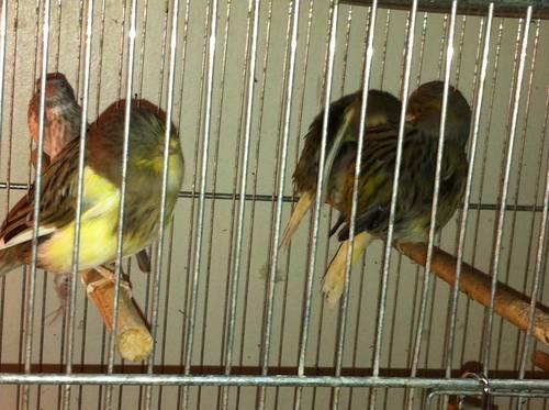 !SALE GLOSTER CANARIES ON SALE $50.00 EACH