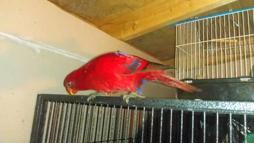 SALE!!! RED LORY. BEAUTIFUL AND RARE