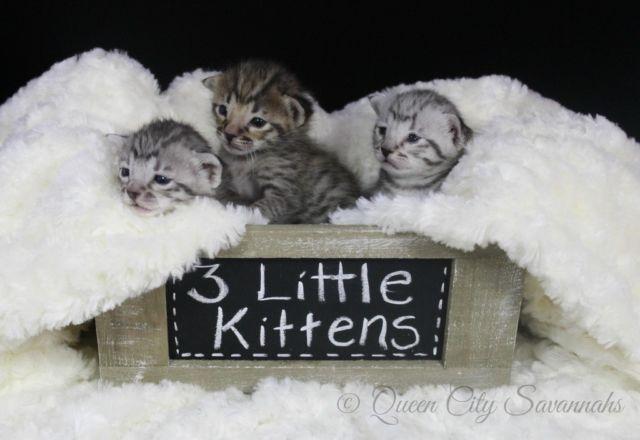Savannah kittens TICA