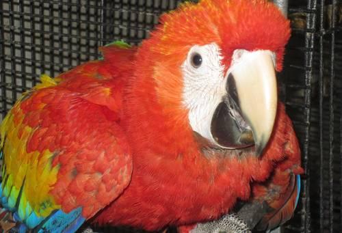 Scarlet Macaw babies