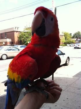 SCARLET MACAW MALE, FRIENDLY AND BEAUTIFUL COLORED PARROT