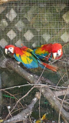 scarlet macaws babies available