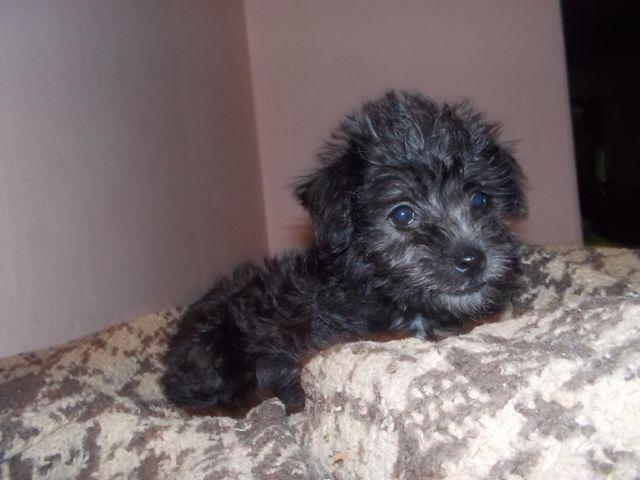 SCHNOODLE female Puppy