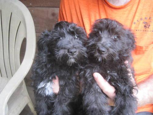 SCHNOODLE PUPPIES CKC Registered $350.00