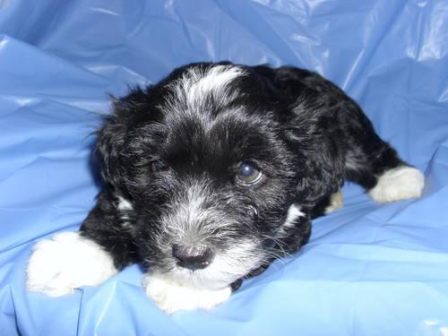 Schnoodle Puppies For Sale-9 Weeks Old