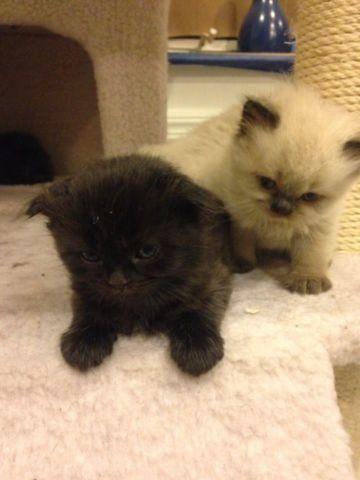 Scottish Fold Female Kitten is looking for a good family