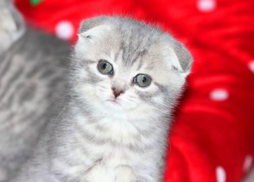 Scottish Fold female kitten - very sweet!!!