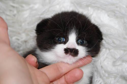 Scottish Fold kittens