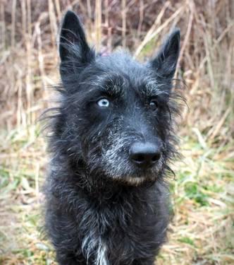 Scottish Terrier Scottie - Rocky - Medium - Young - Male - Dog