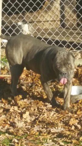Seek French Bordeaux, Cane Corso and/or English Mastiff