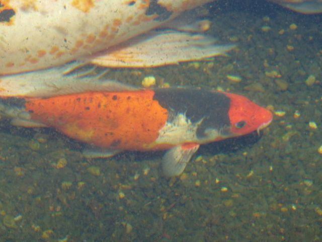 Select Live Koi - Standard and Butterfly Fin - Free Plant