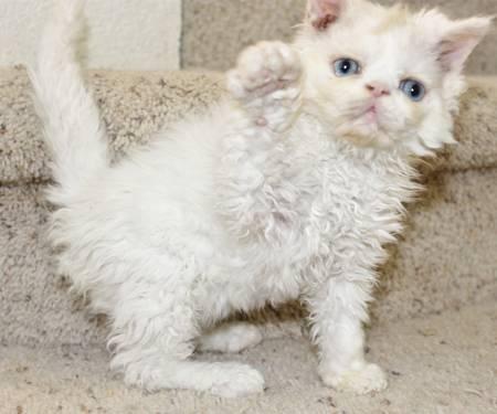 Selkirk Rex Exotic shorthair Persian curly coated kittens