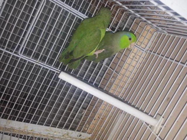 selling my baby parrotlet