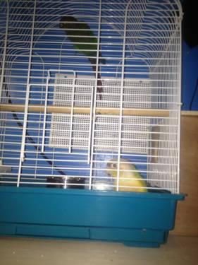 selling out bird breeders green cheek conures