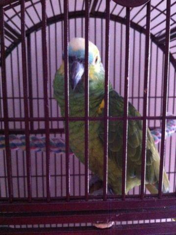 Senegal parrot 1yrs.old