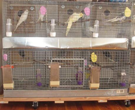 SETS OF BREEDING CAGES FOR COCKATIELS AND/OR LOVEBIRDS