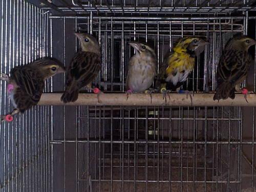 shaft tail finches on sale now