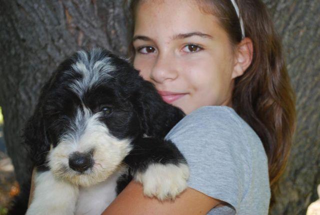 Sheepadoodle pups, ready for forever homes now!