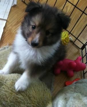 Sheltie Puppies For Sale