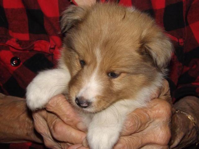 Sheltie Puppies For Sale Ready First Week of November! Adorable!