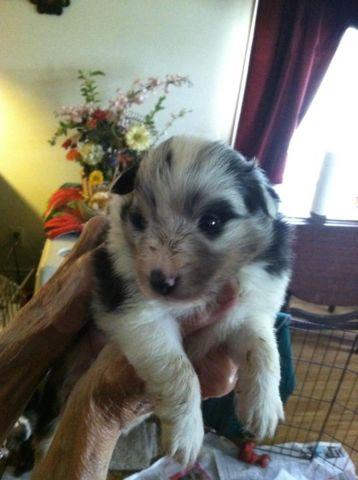Sheltie Puppies For Sale Ready June 20th All Male AKC
