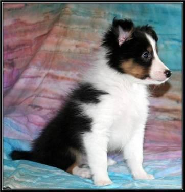 Sheltie Puppies Ready Now