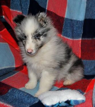 Sheltie Puppy available