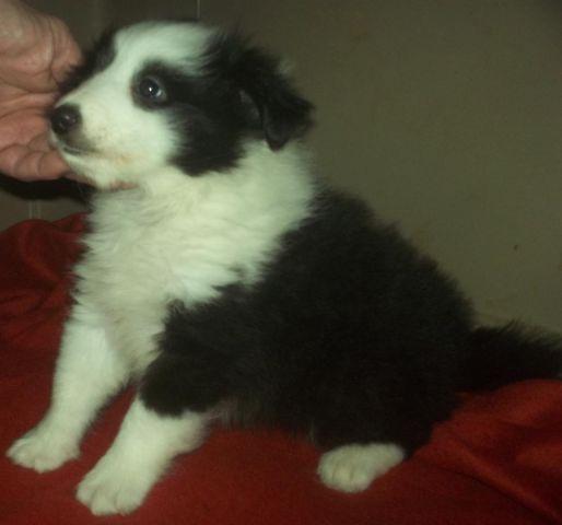Sheltie Puppy, Bi-Black Male, 8 weeks old