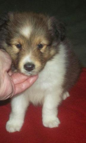 Sheltie Puppy, Sable & White Male, 8 Weeks