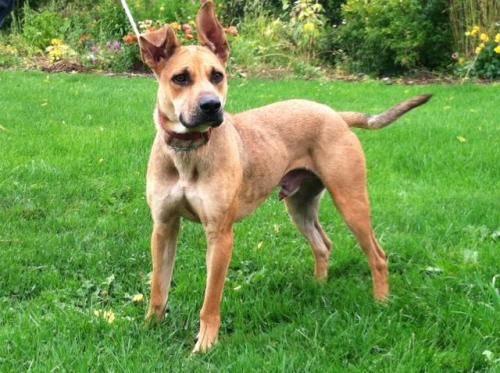 Shepherd - Clyde - Large - Adult - Male - Dog