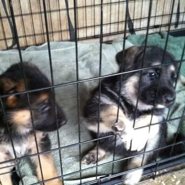 Shepherd puppies for sale