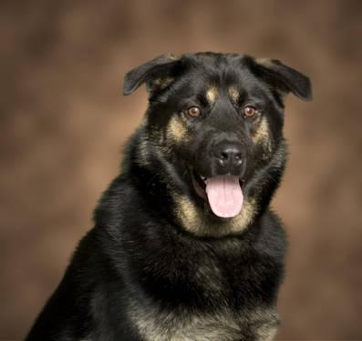 Shepherd - Stymie - Large - Young - Male - Dog