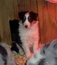 Shetland Sheepdog *mini collie* Puppy