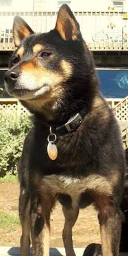 Shiba Inu - Jack - Medium - Adult - Male - Dog