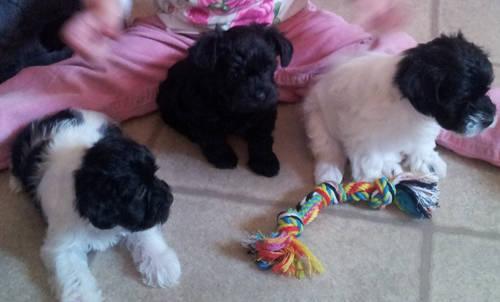 Shih-Poo Puppies-Ready in 4 Weeks-2 Males and 1 Female