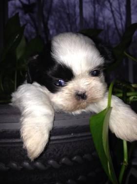 Shih-Tzu puppies for sale!