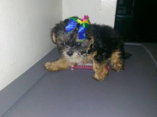 Shih Tzu-Chihuahua mix male puppy for sale - 4 months old