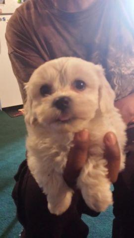shih tzu bichon frise puppies. L@@K what is ready on Easter!